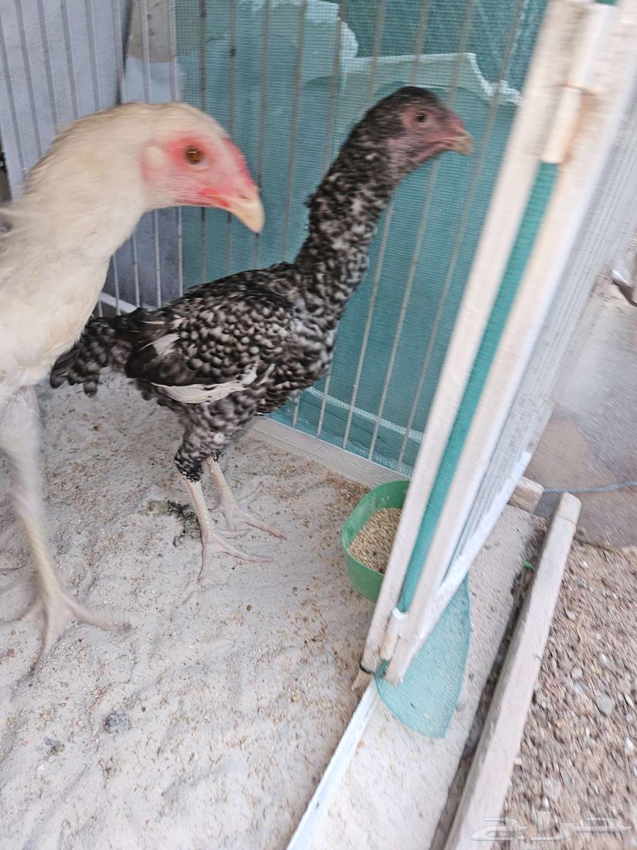 جوزين شامو الماني64516907745409110