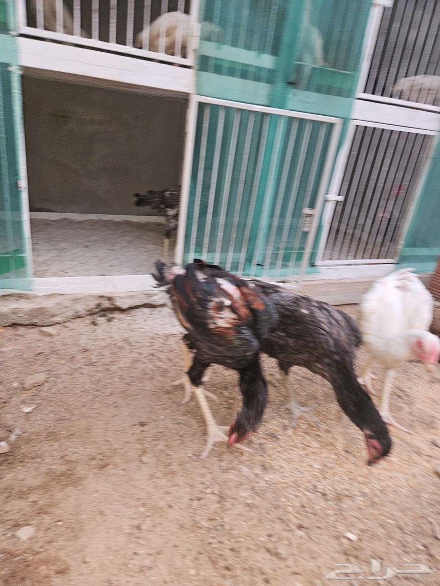 جوزين شامو الماني64516907745409111