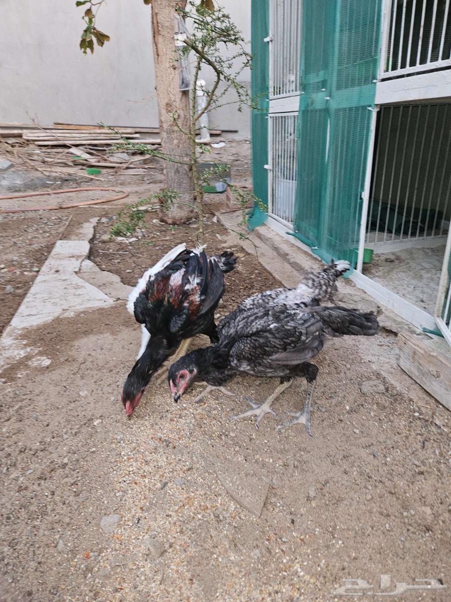 جوزين شامو الماني64516907745409112