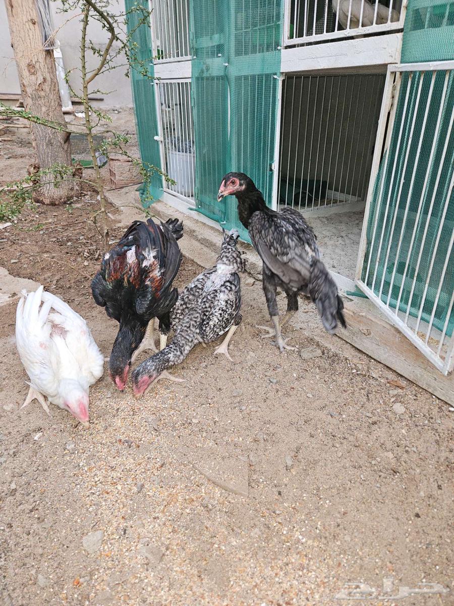 جوزين شامو الماني64516907745409113