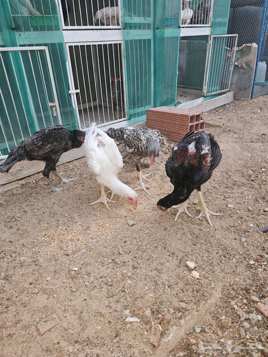 جوزين شامو الماني64516907745409114