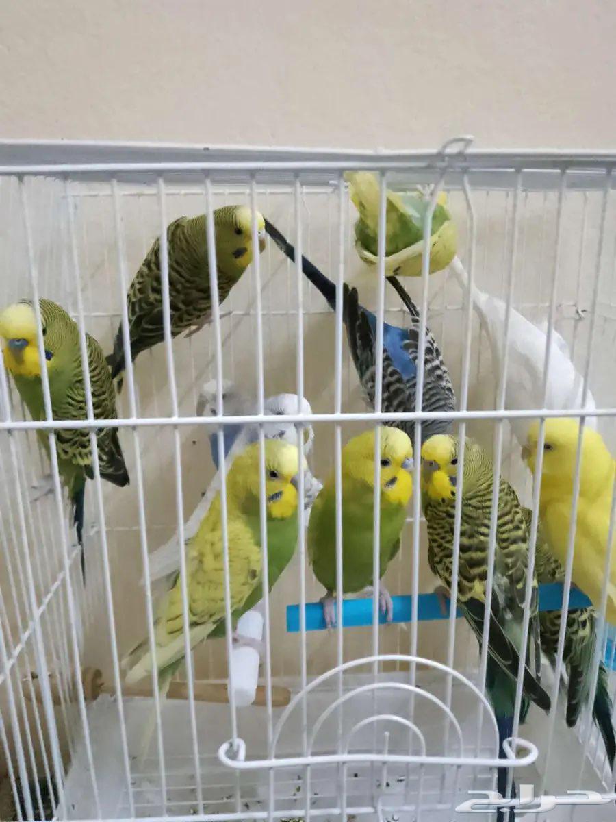 طيور البادجي جاهزه للانتاج64426928711553111