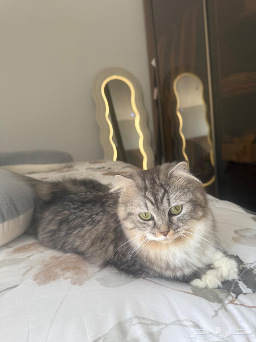 قطتين شيرازي للبيع64518262016003110