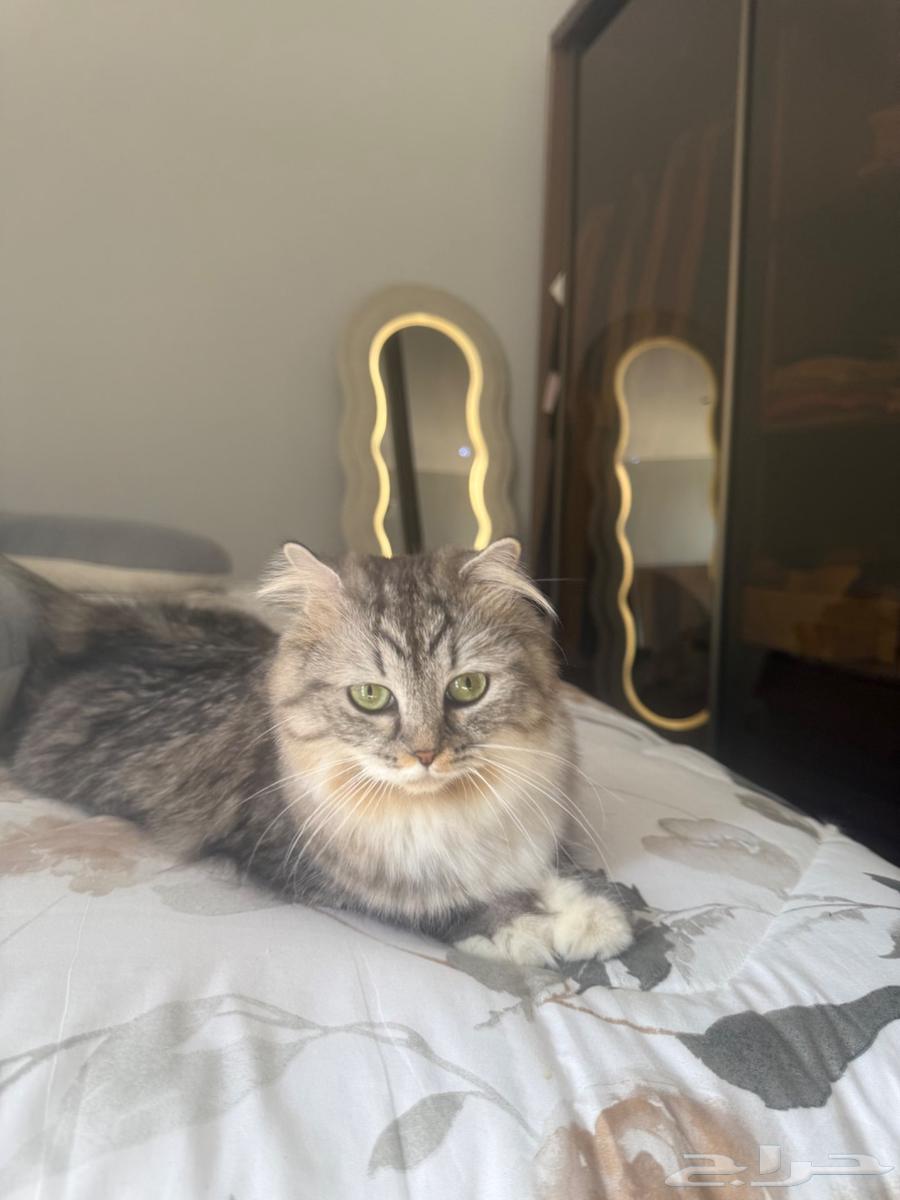 قطتين شيرازي للبيع64518262016003111