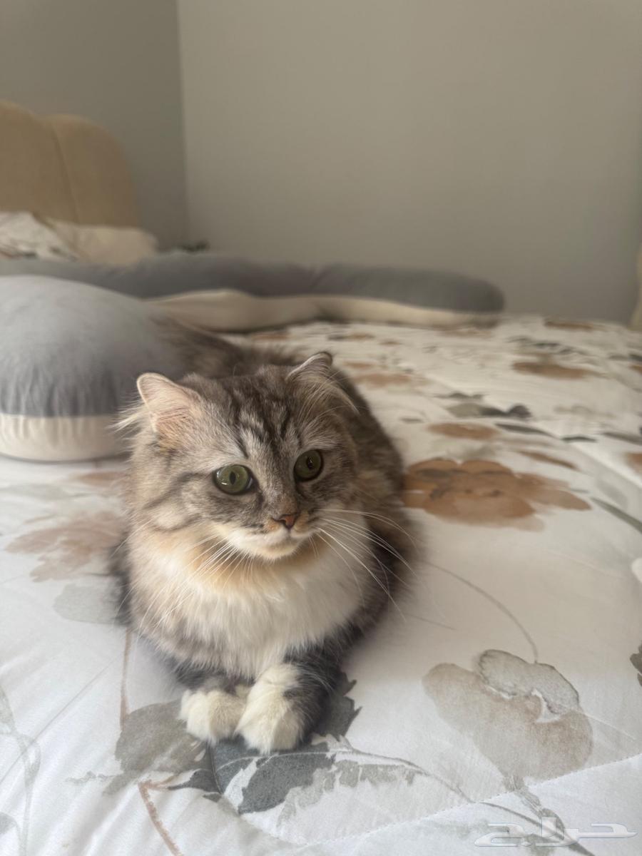 قطتين شيرازي للبيع64518262016003113