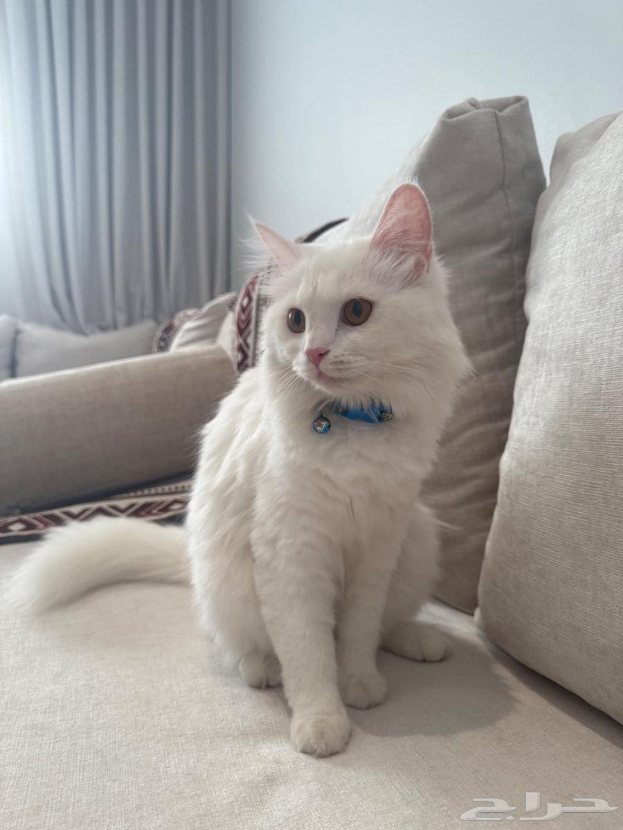 قطتين شيرازي للبيع64518262016003112