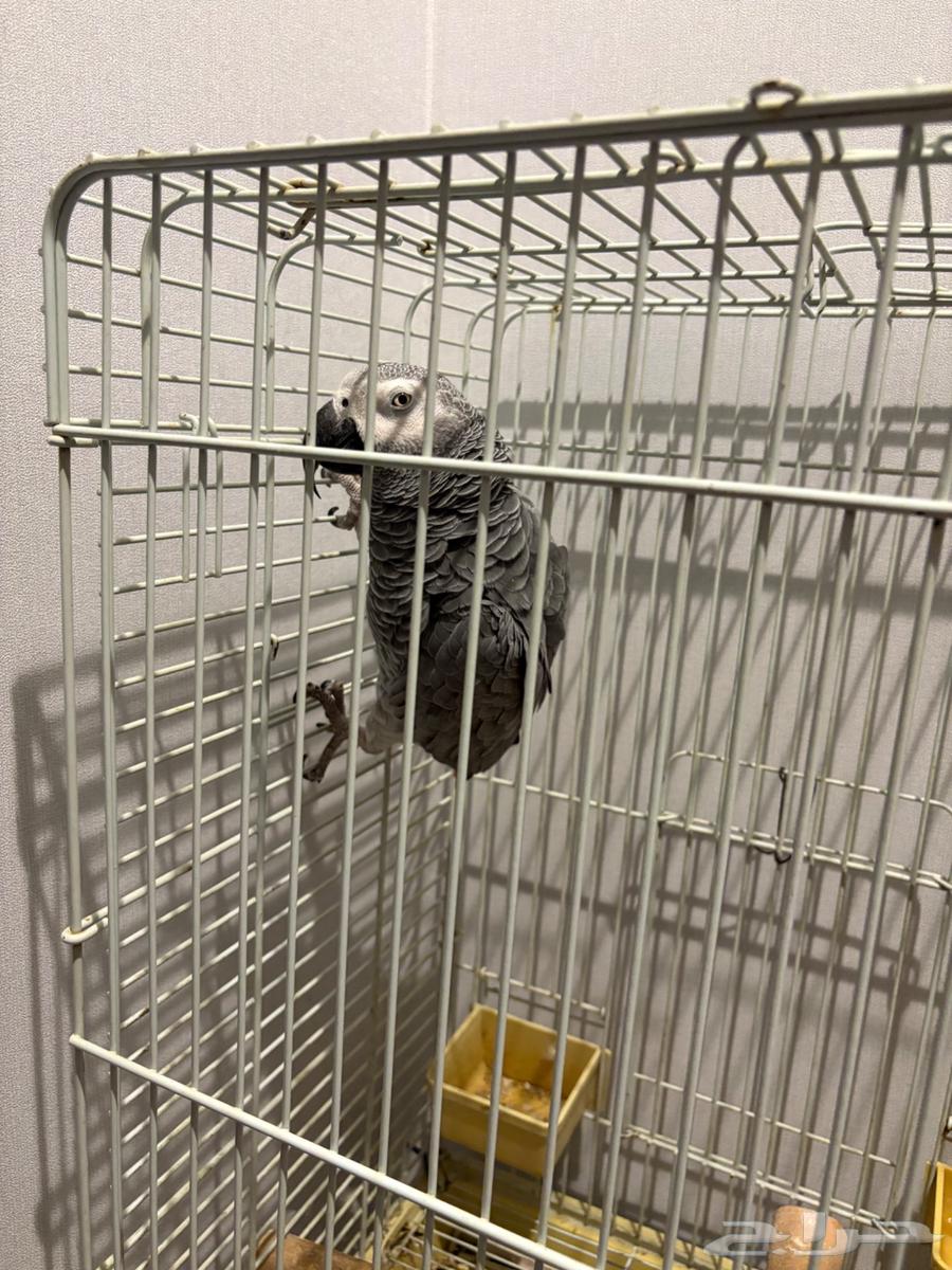 His name is Cookie, he is three years old64519455223683112