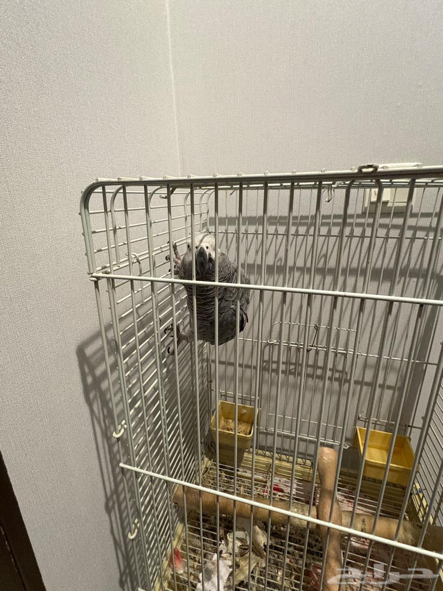 His name is Cookie, he is three years old64519455223683110