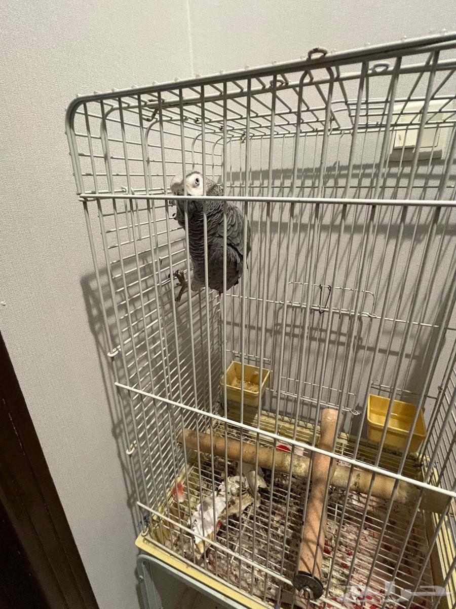 His name is Cookie, he is three years old64519455223683111