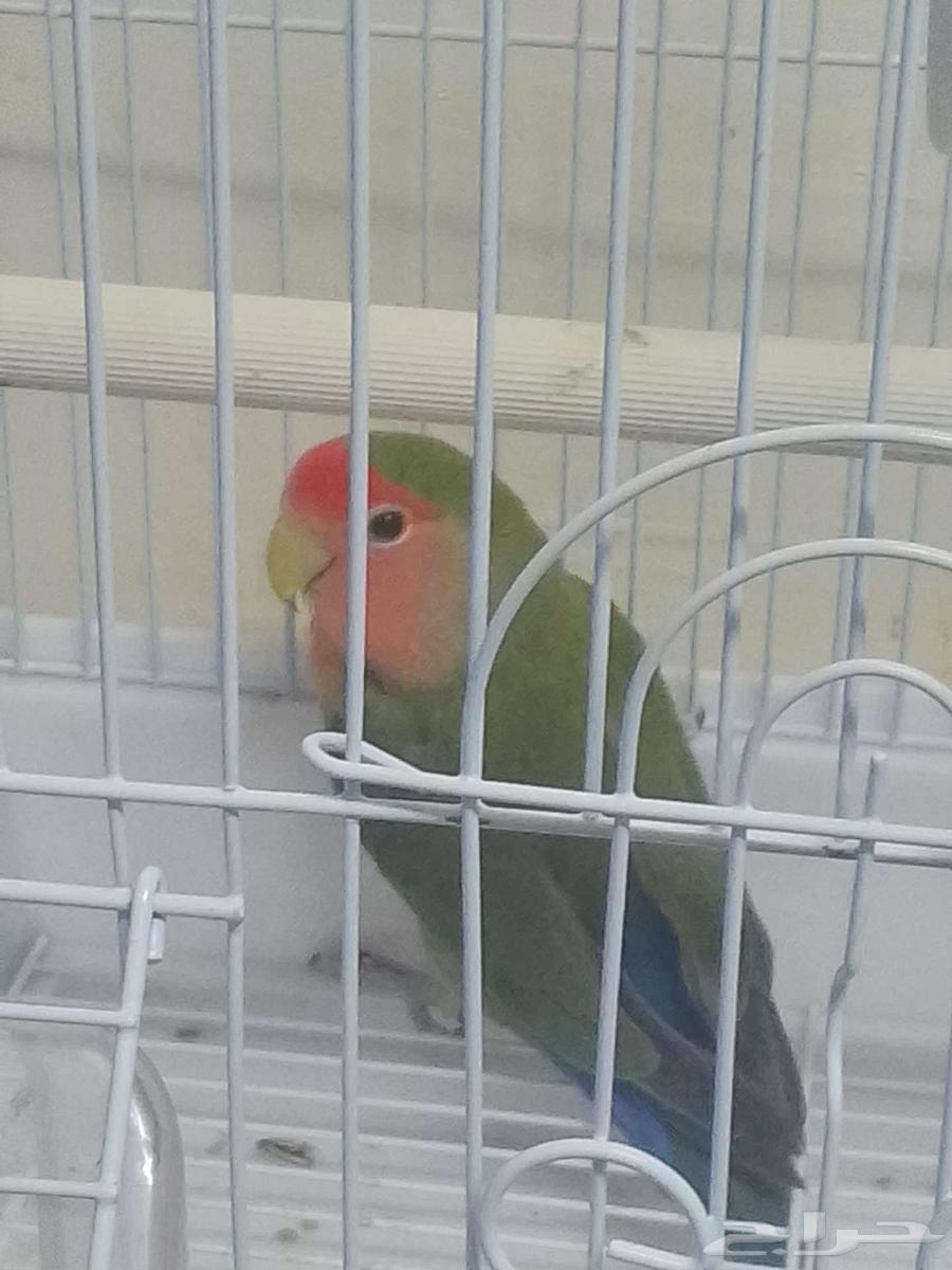 طيرللبيع64514679186305110