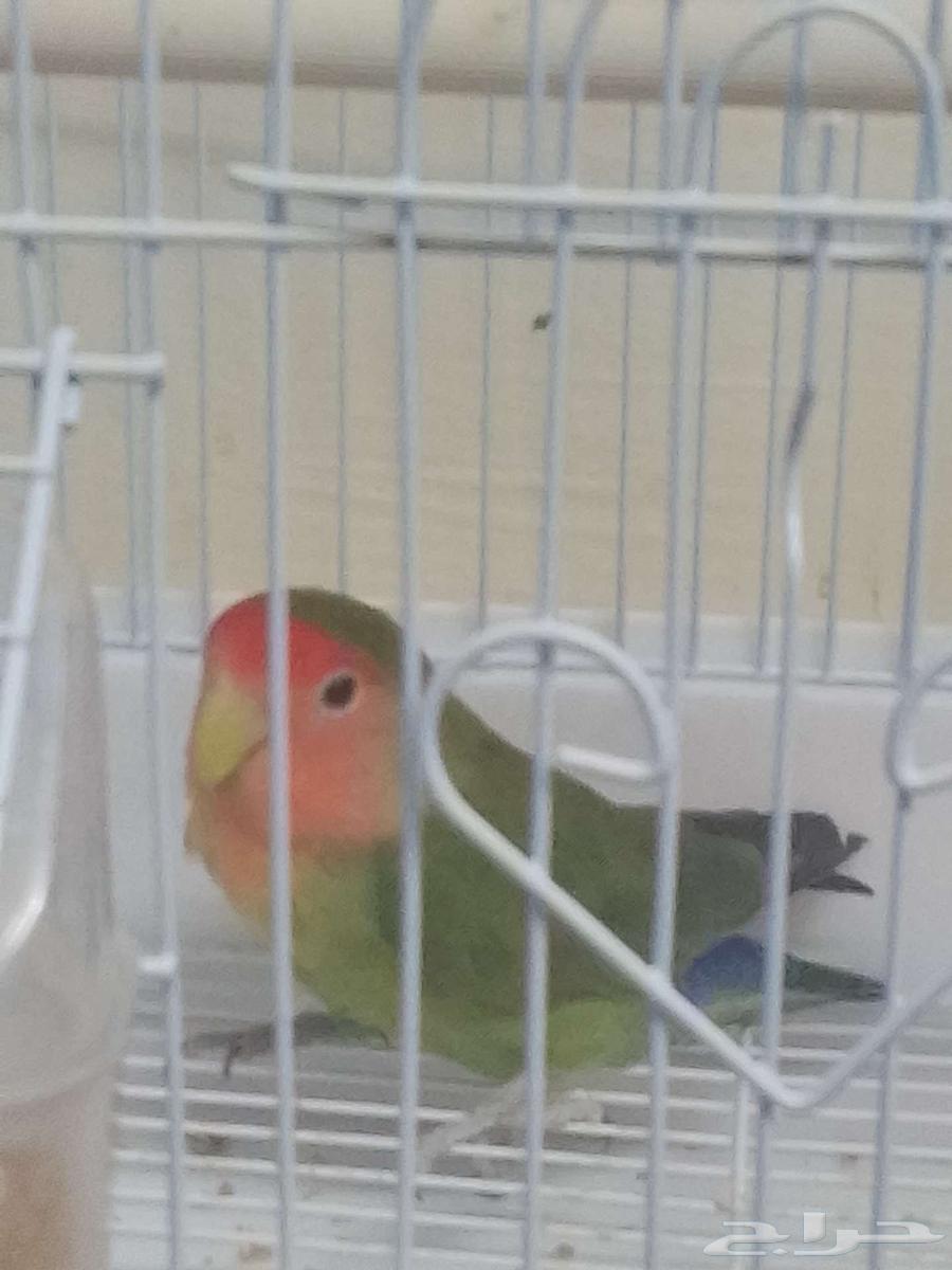 طيرللبيع64514679186305111