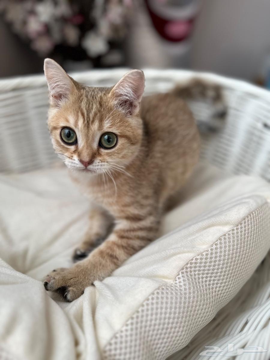 Scottish Straight Cat64514747813249112