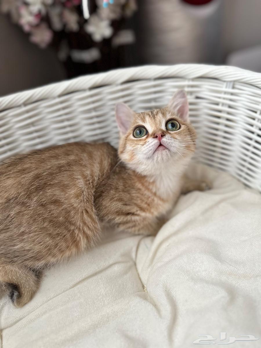 Scottish Straight Cat64514747813249111