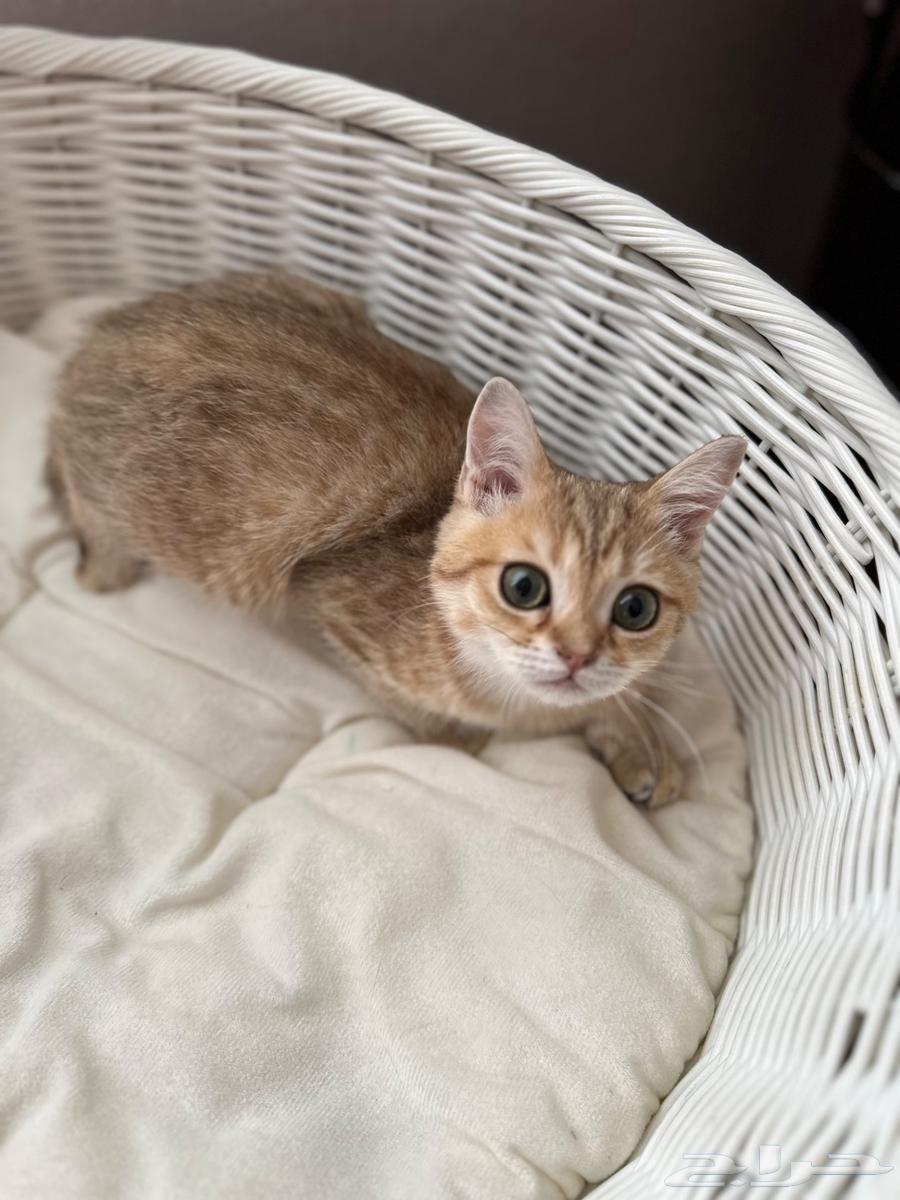 Scottish Straight Cat64514747813249113