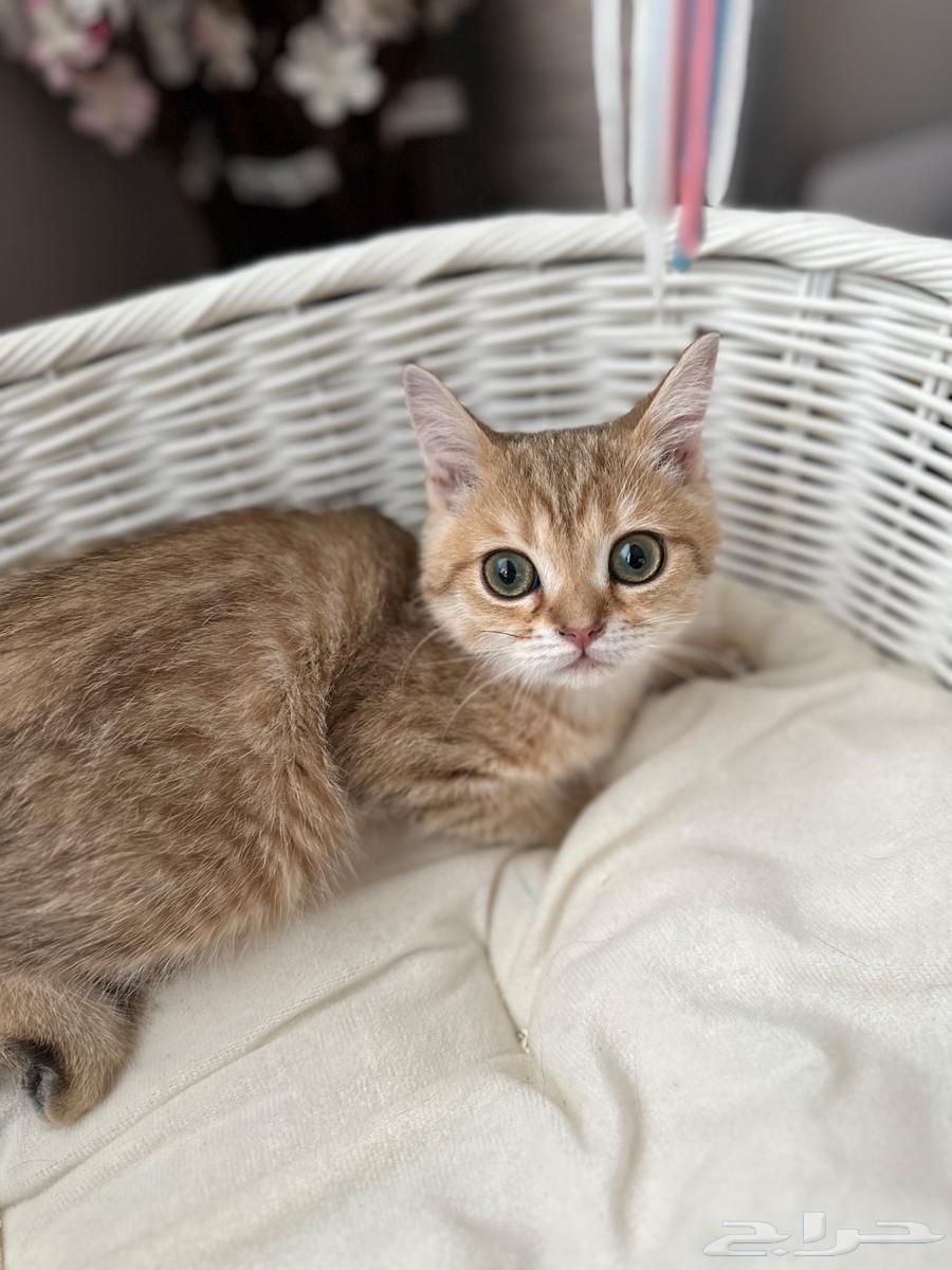 Scottish Straight Cat64514747813249114