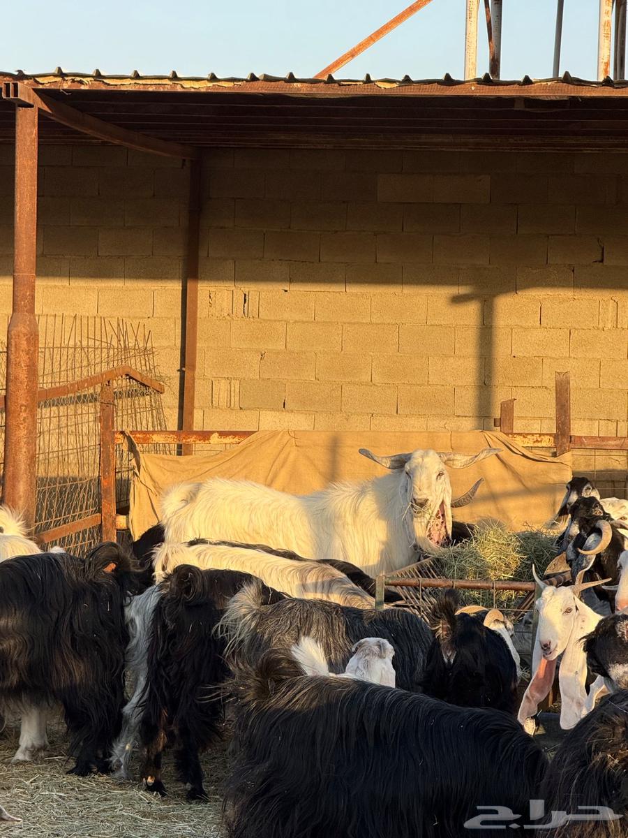 للبيع تيس فحل64515025371009110