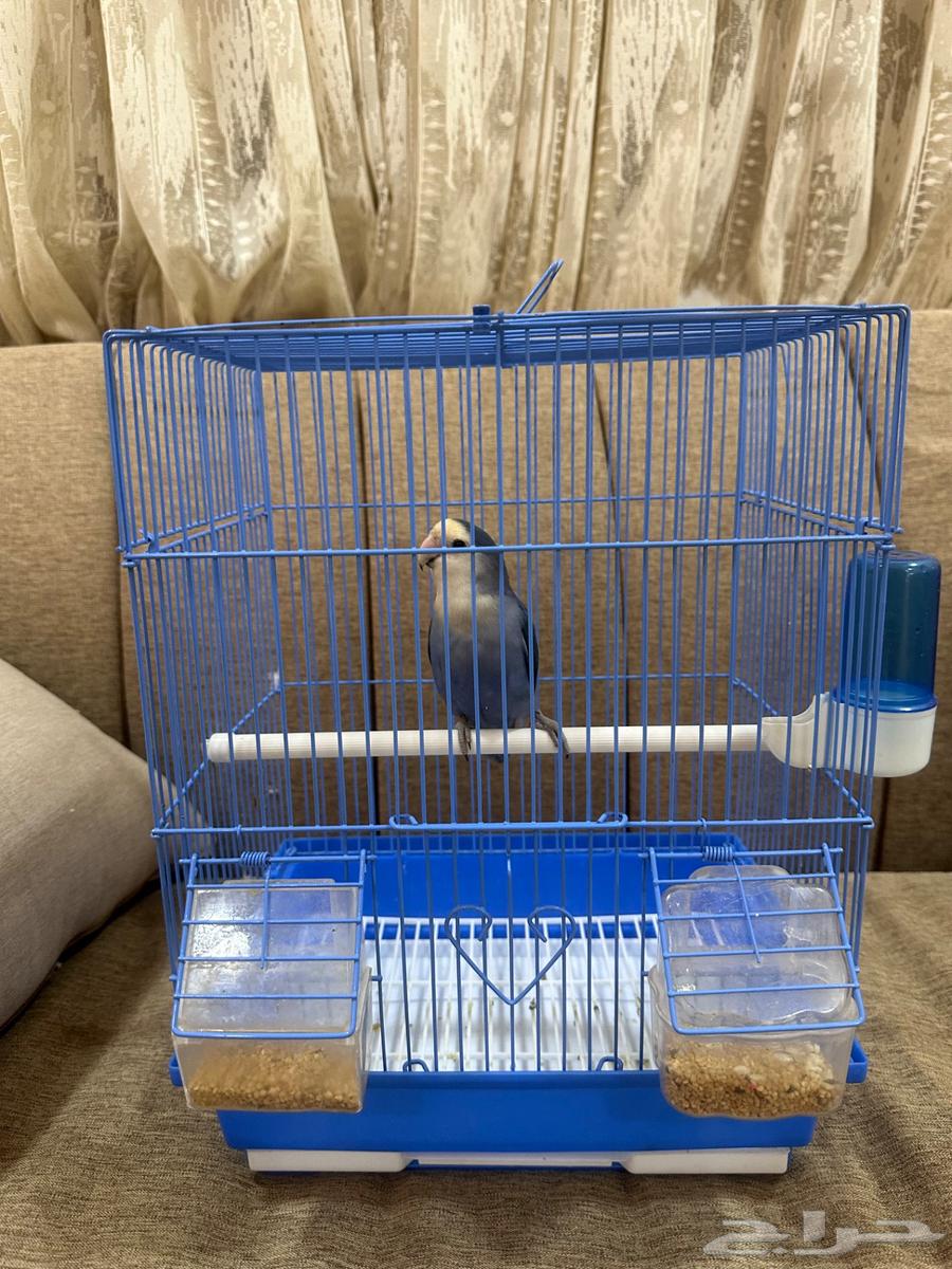 Bird of the Day64515681828739111