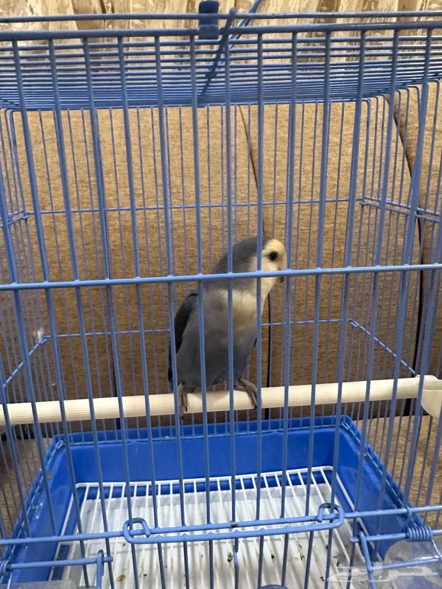 Bird of the Day64515681828739110