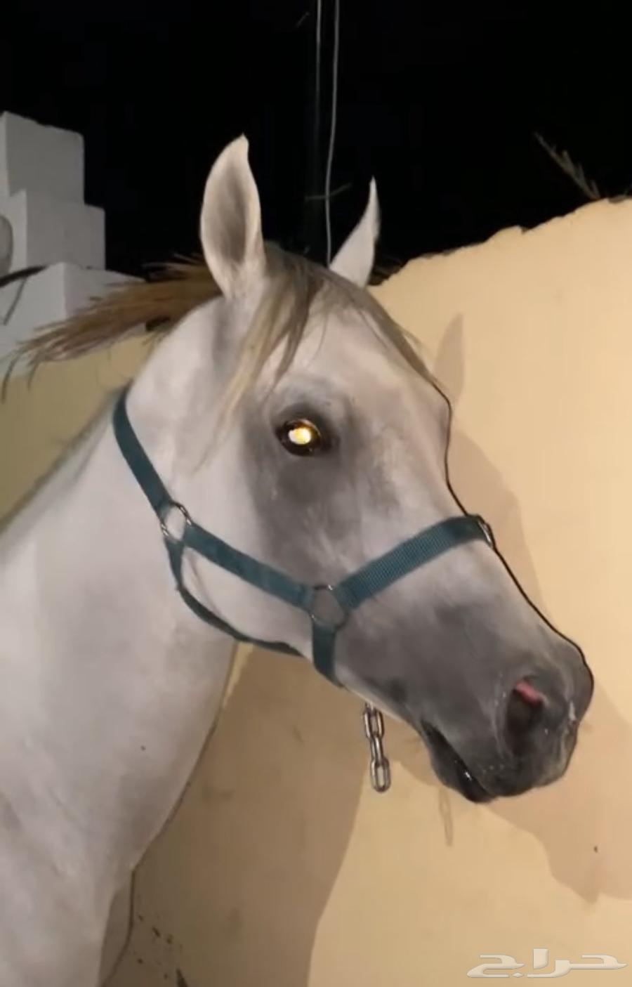 حصان شعبي كفوو جد ا64518261883139111