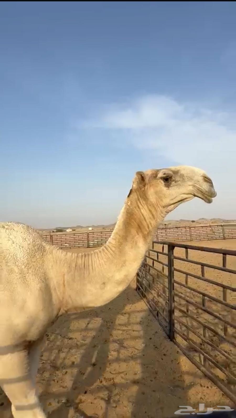 قعود حق للبيع على البعير الشيك بعير الحريص64517789686403111