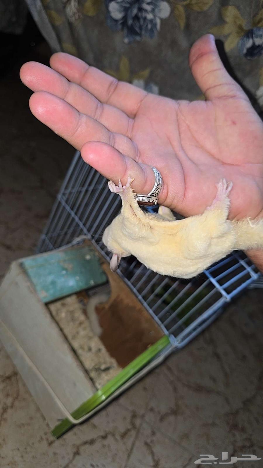 ذكر سناجب طائرة لون نادر64511562400003111