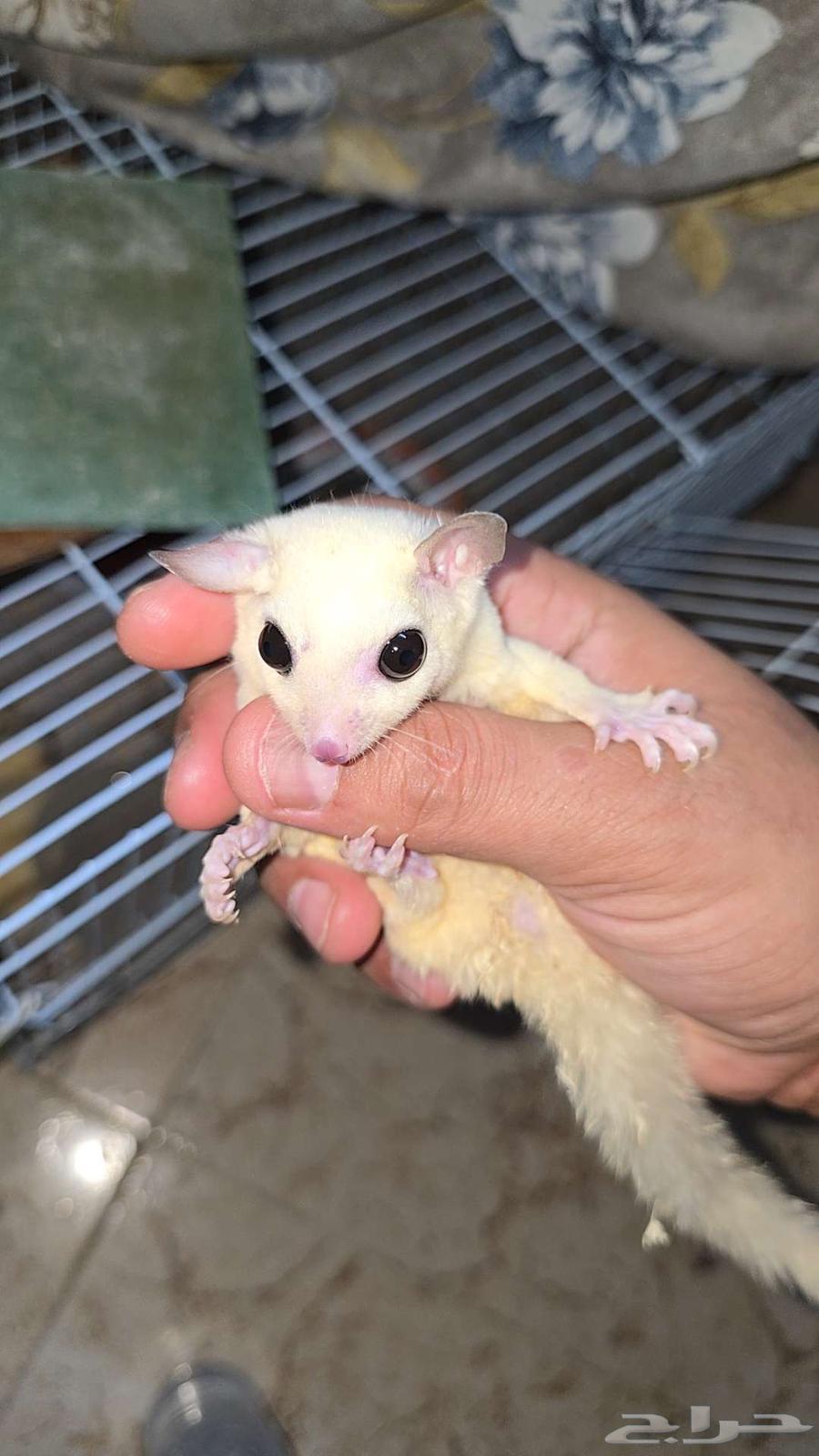 ذكر سناجب طائرة لون نادر64511562400003110