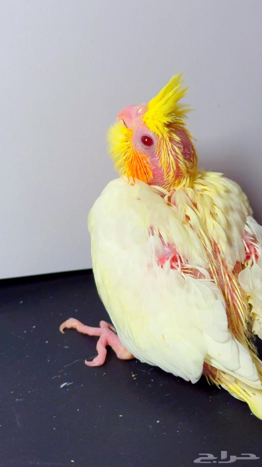 Farkh Crowan64511815255043112