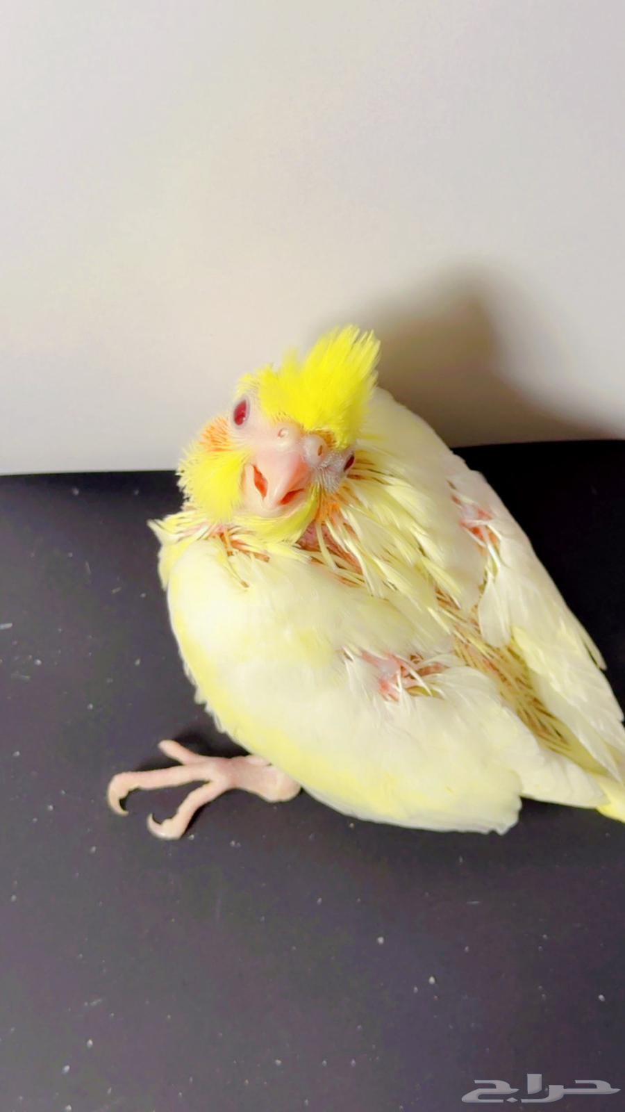 Farkh Crowan64511815255043111