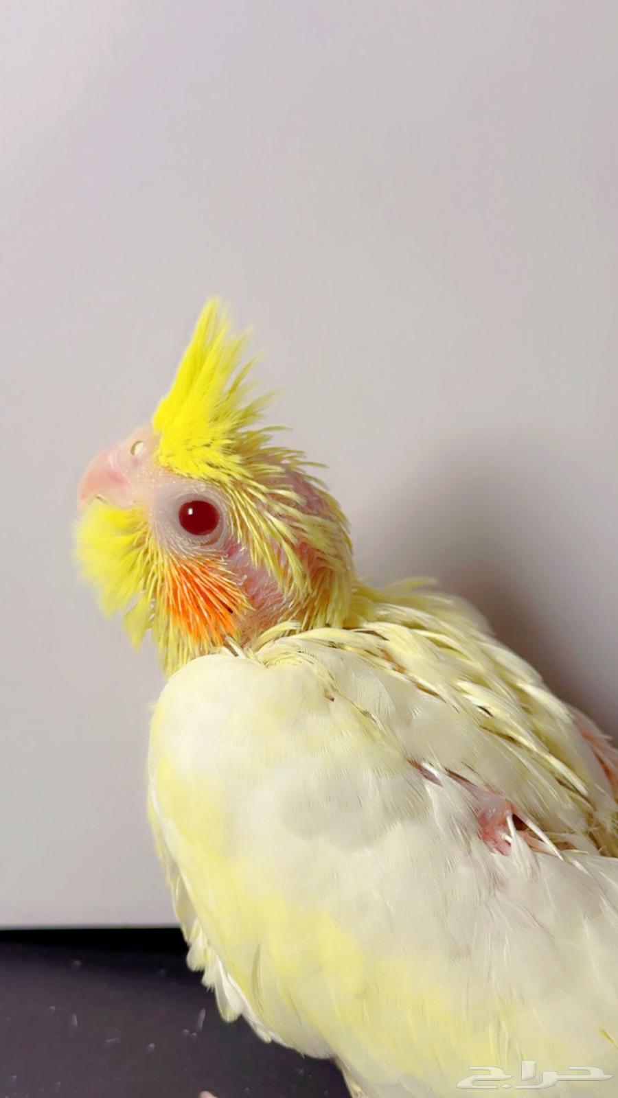 Farkh Crowan64511815255043113