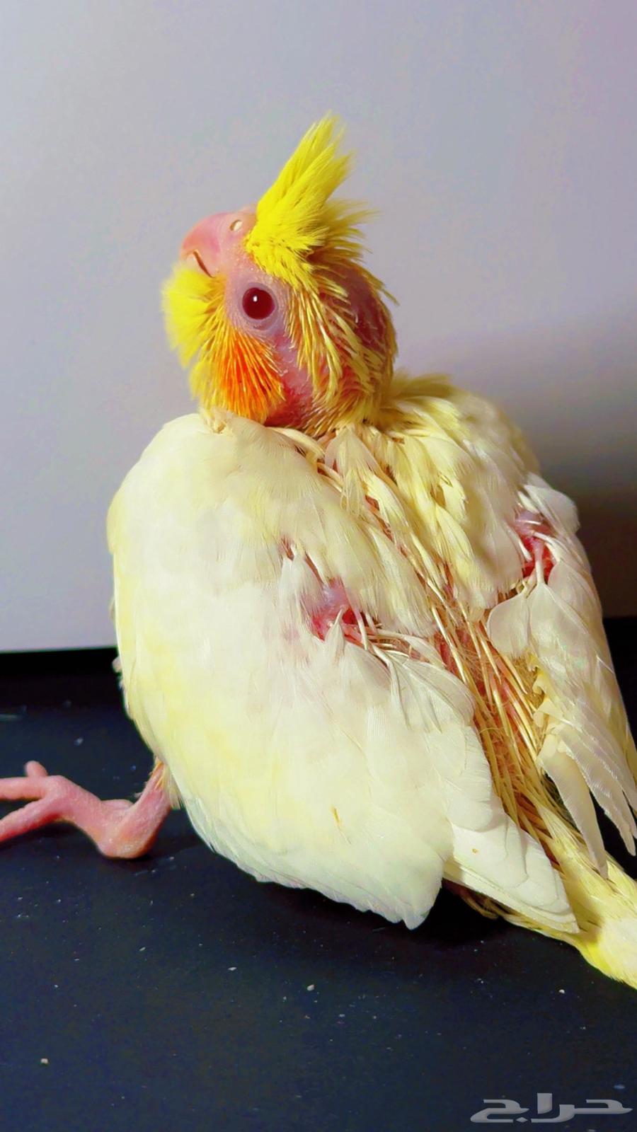 Farkh Crowan64511815255043114