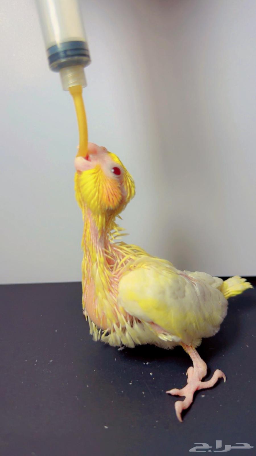 Farkh Crowan64511815255043110