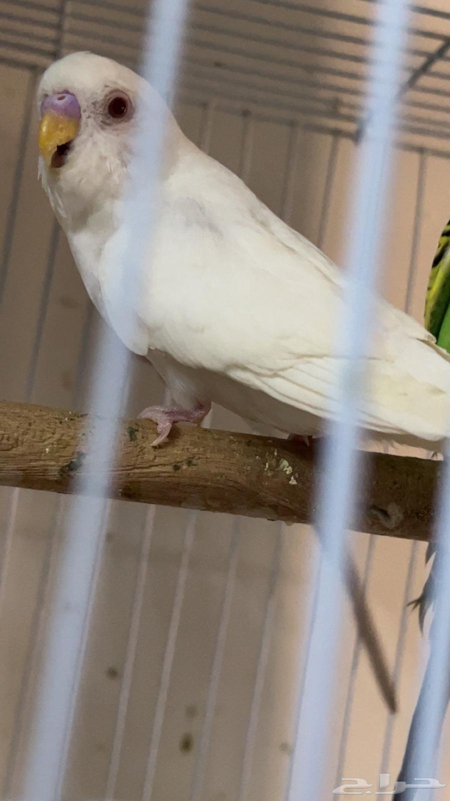 3ذكور بادجي جاهزه للانتاج وانثى جاهزه وذكر 4شهور64512273974403111