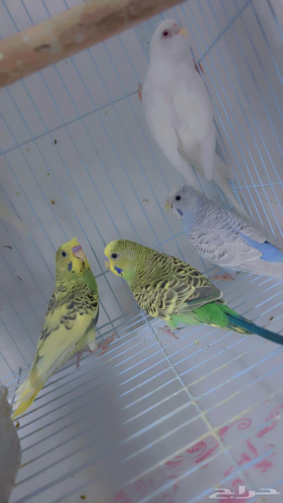 3ذكور بادجي جاهزه للانتاج وانثى جاهزه وذكر 4شهور64512273974403110