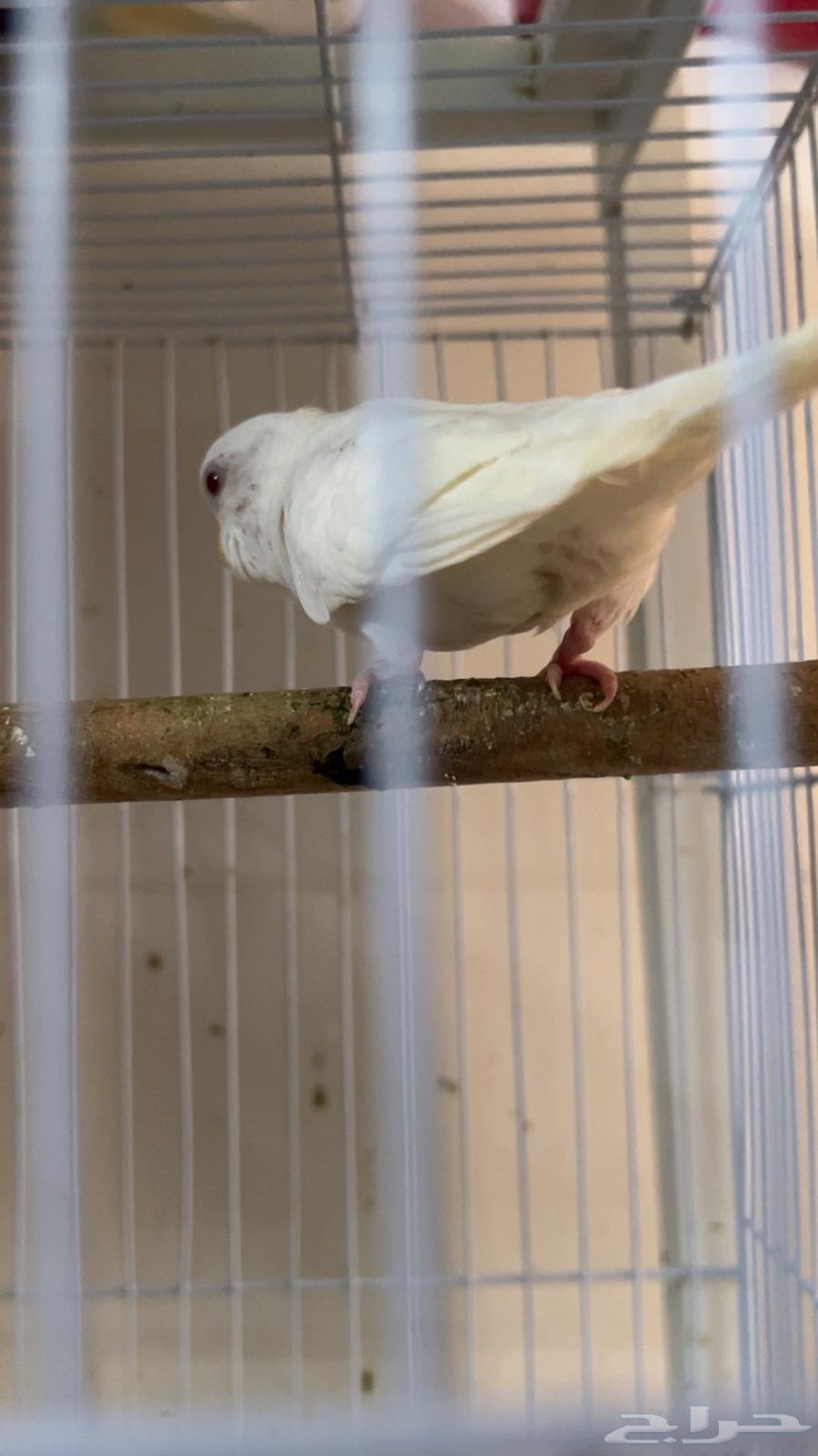 3ذكور بادجي جاهزه للانتاج وانثى جاهزه وذكر 4شهور64512273974403112