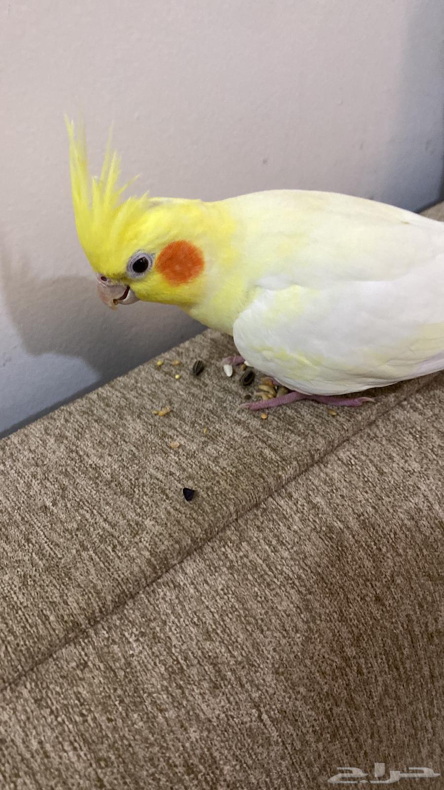 كروان ضائع حي الفهد الجنوبي تواصل على الرقم64453668969603111