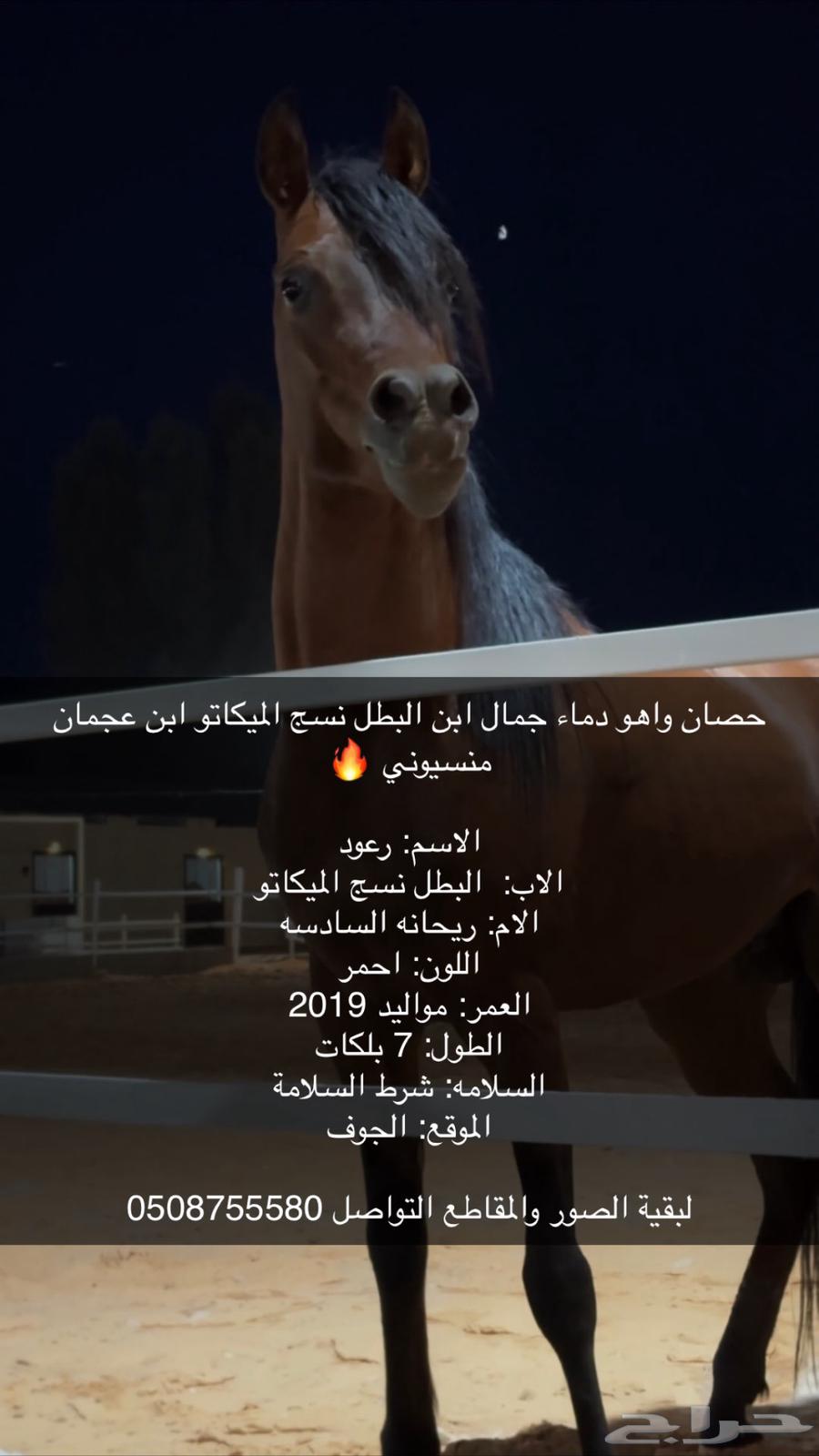 خيل واهو شيخ للبيع64516879312641110