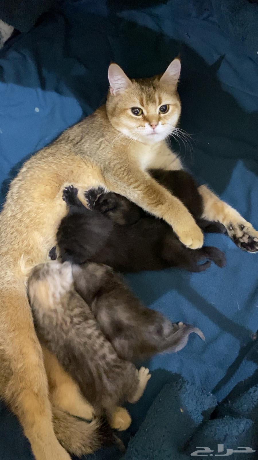 قطط سكواتش للبيع64517406412675110