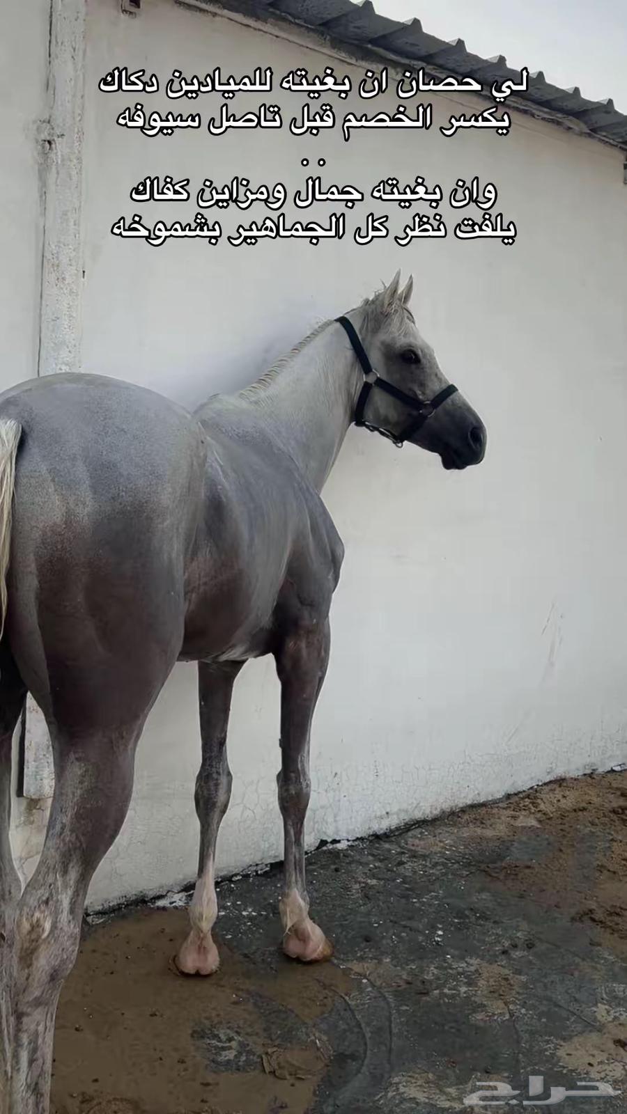 حصان شعبي كفوو جد ا64518261883139110