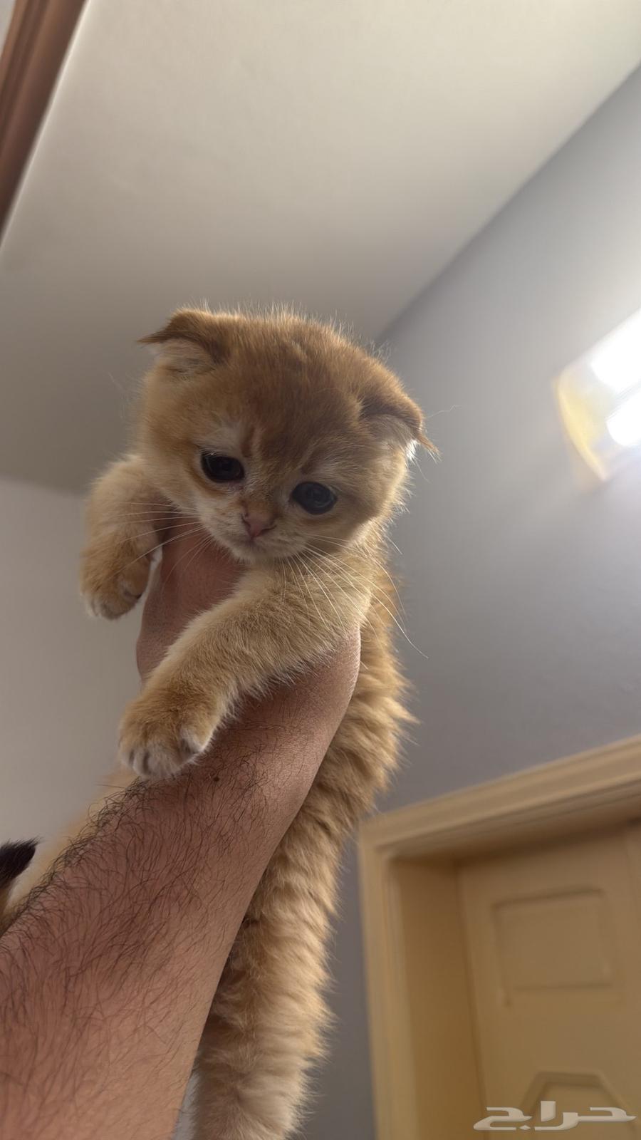 تم البيع سكوتش فولد بيور ny1264518960407681110