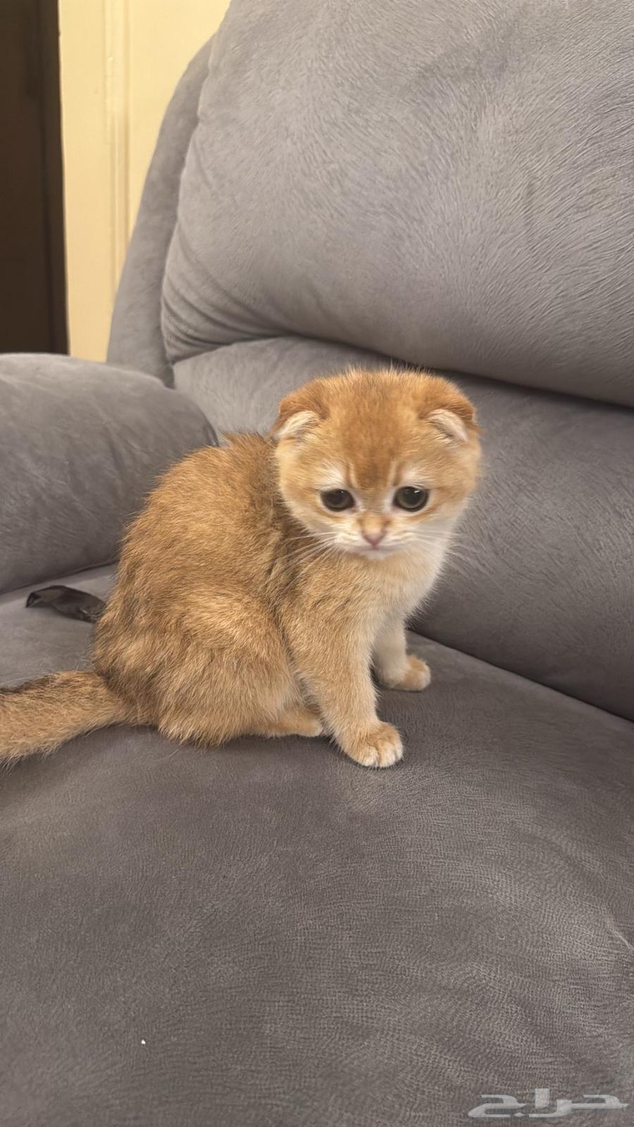 تم البيع سكوتش فولد بيور ny1264518960407681113