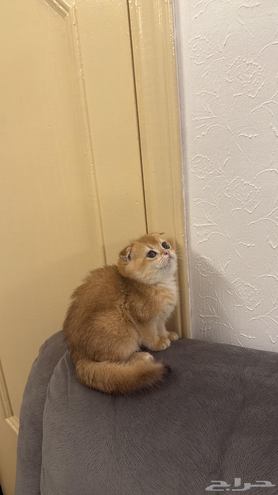 تم البيع سكوتش فولد بيور ny1264518960407681112