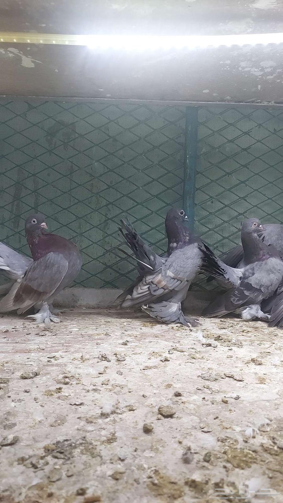 رستوف تم البيييع64519638937730110