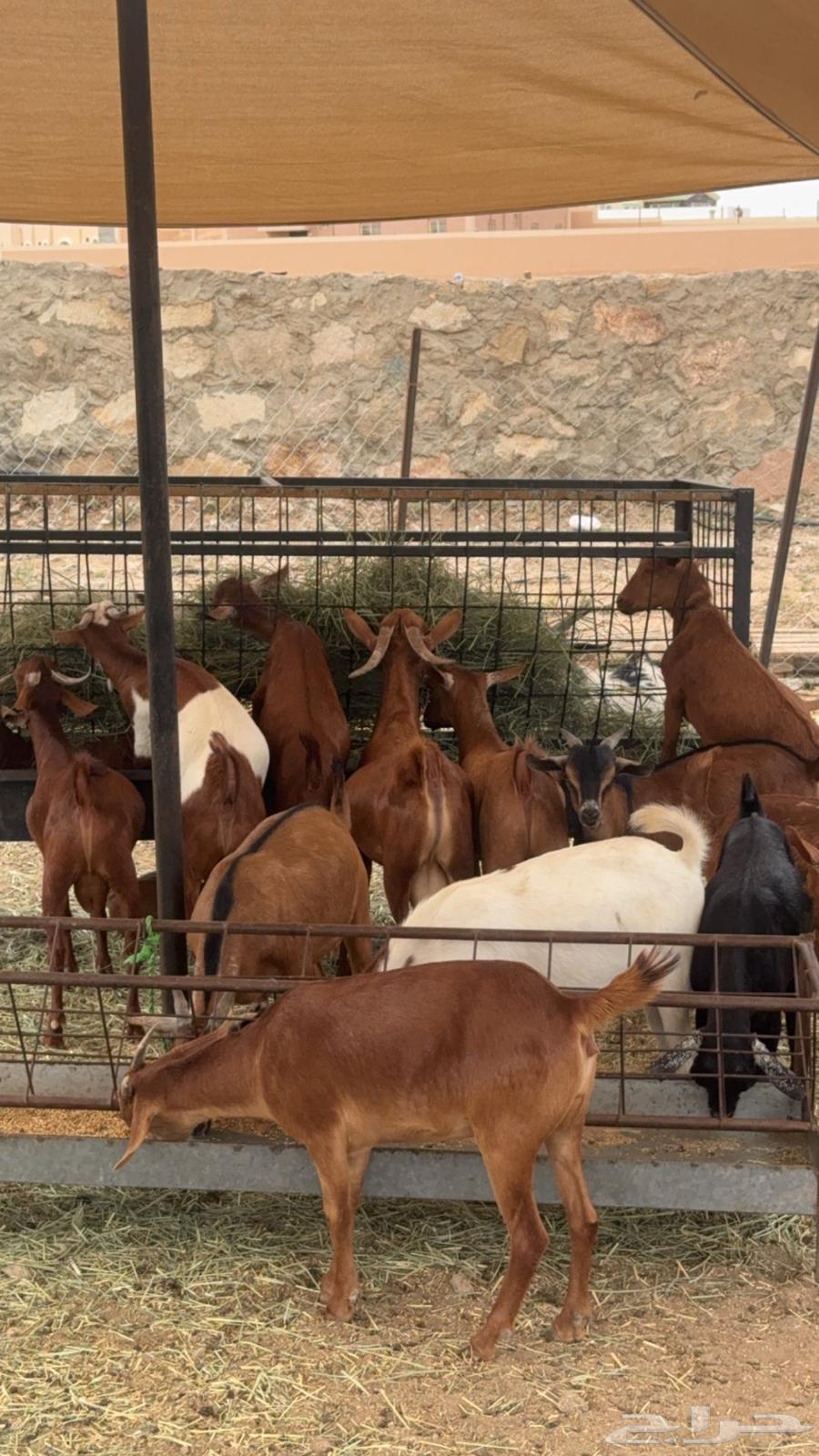 Goats for sale, local Dhim64512553050371111