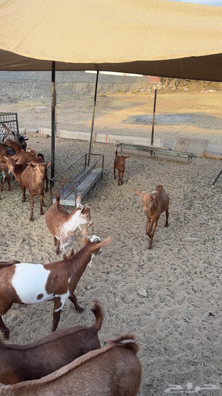 Goats for sale, local Dhim64512553050371114