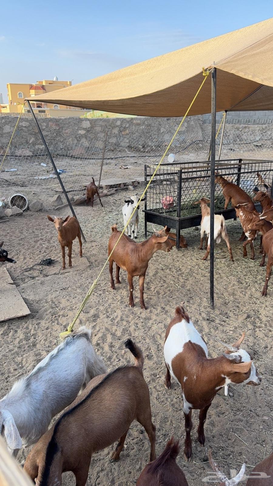 Goats for sale, local Dhim64512553050371113