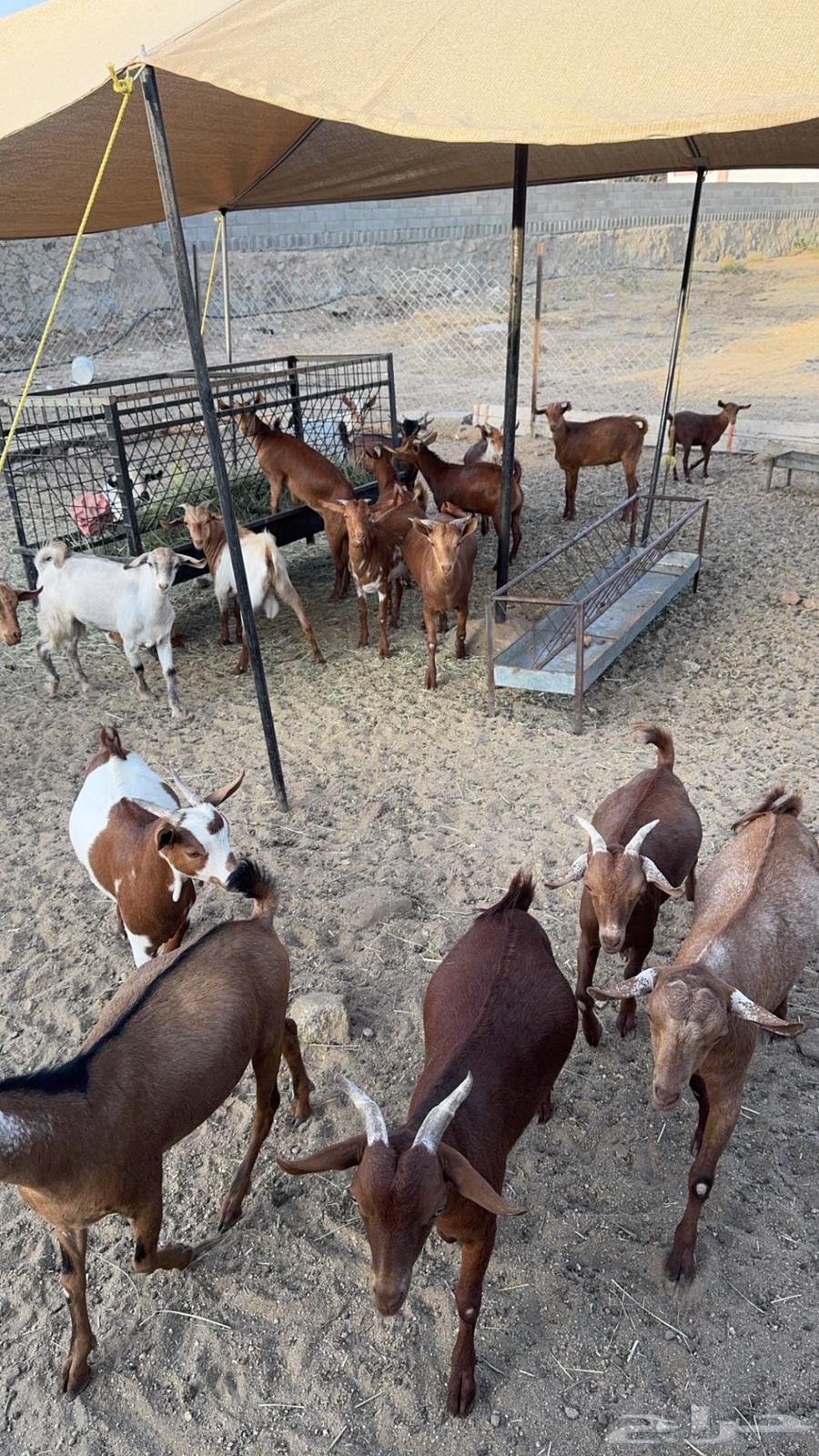 Goats for sale, local Dhim64512553050371110