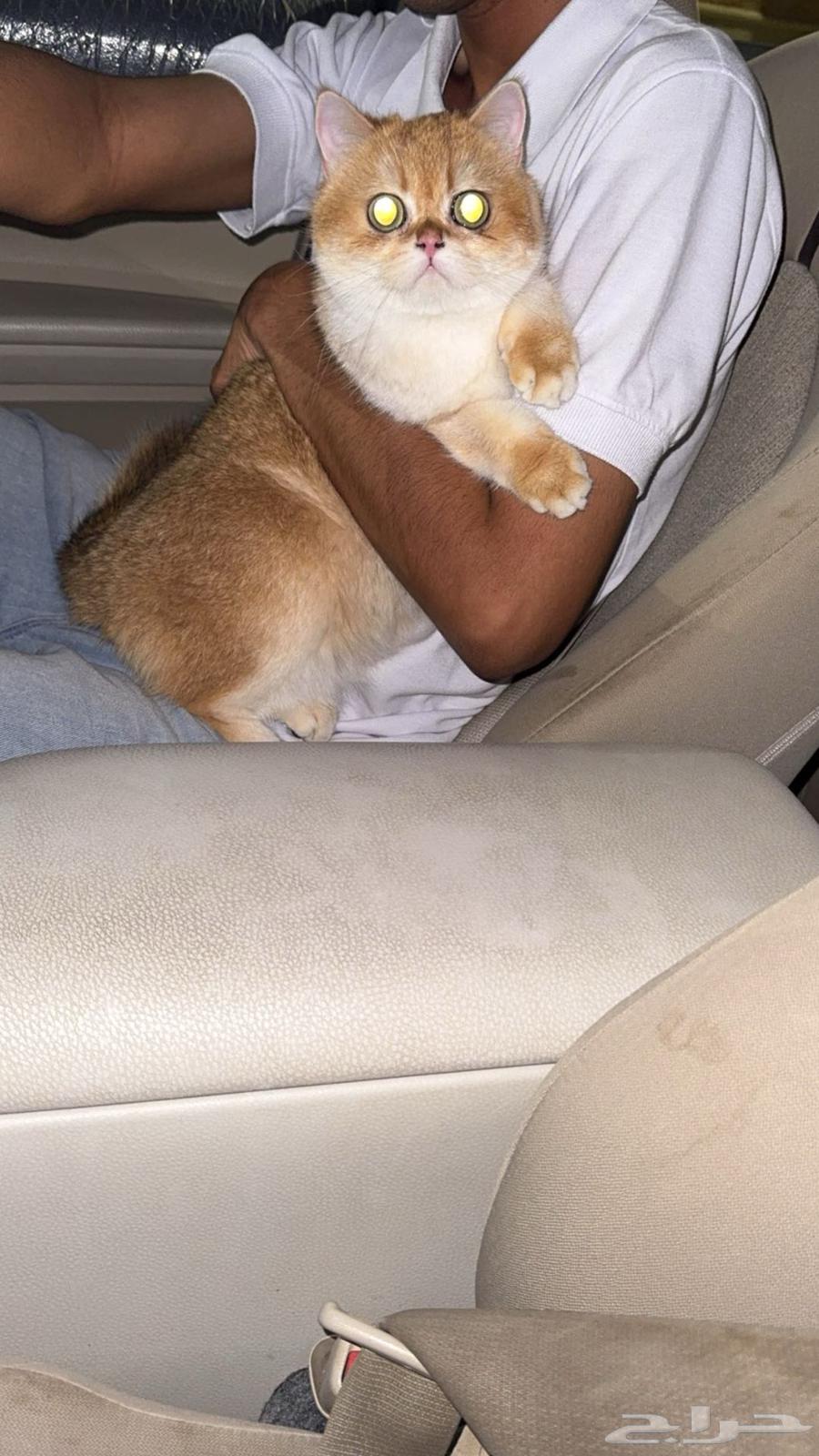 للبيع قط اسكوتش استريت قصير القامة منتج العمر سنه ونص64512748574851111