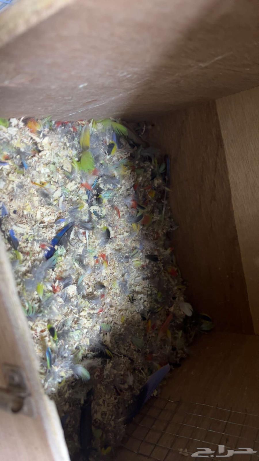 جوز روزيلا منتج و حالين يجهز بطن جديد64513527346561111