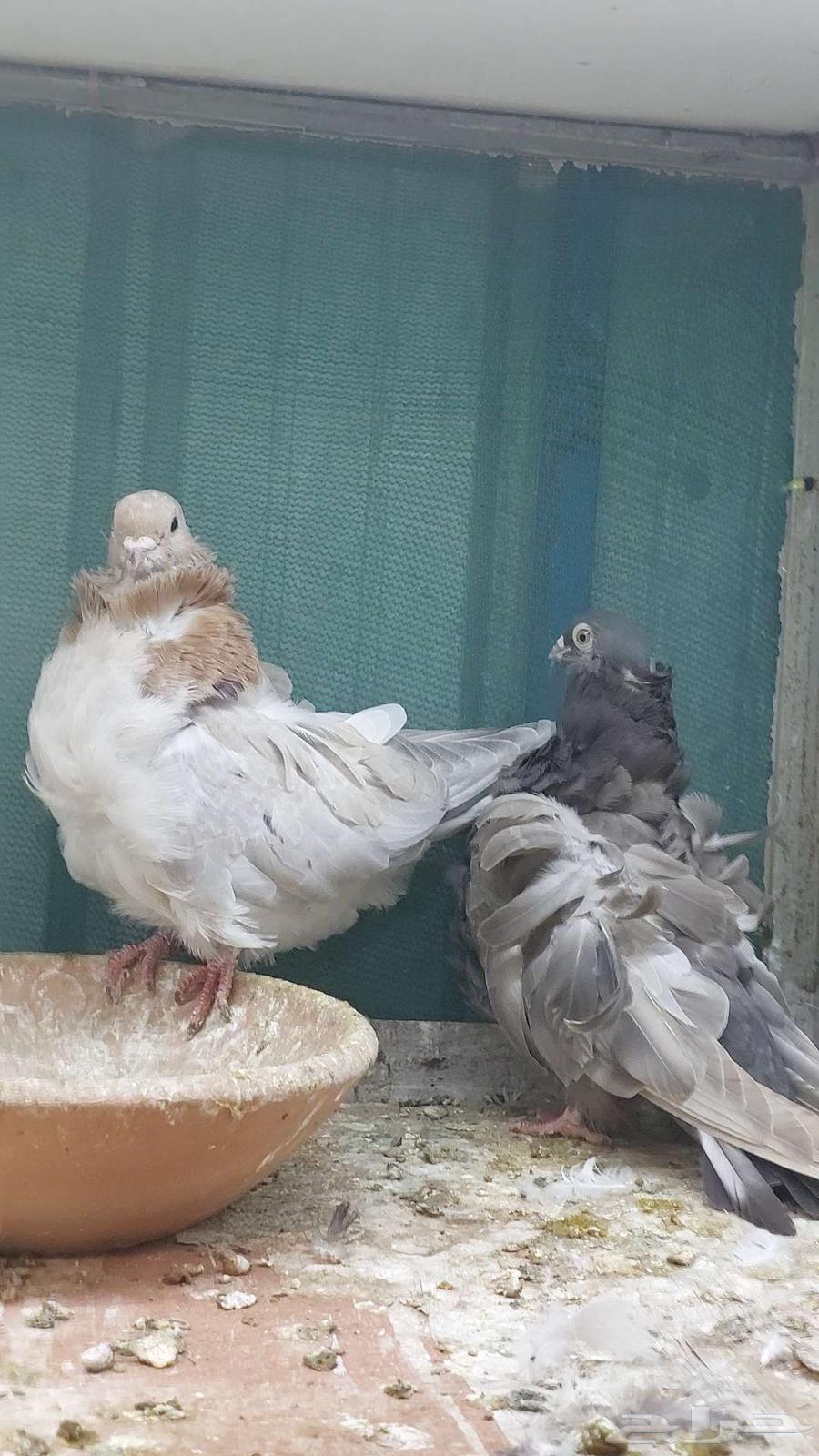 للبيع زوج كشكش تم البيييع64514114141187113