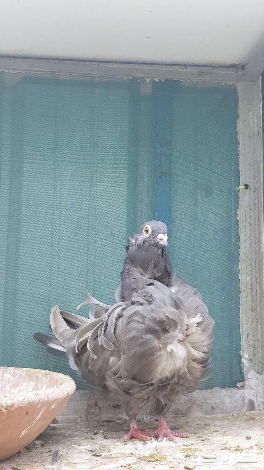 للبيع زوج كشكش تم البيييع64514114141187110